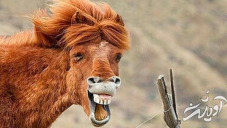 جدیدترین عکس های خنده دار،عکس های خنده دار حیوانات عکس های خنده دار از حیوانات, جدید ترین عکس های خنده دار